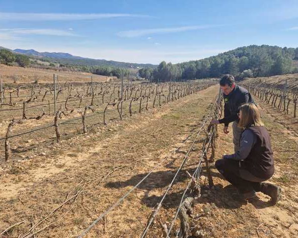 Programa CULTIVA del Ministerio de Agriculutra, Pesca y Alimentación para la formación de jóvenes agricultores Asesoramiento agronómico de la Cooperativa de Viver