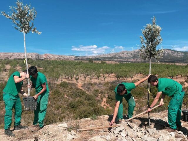 Nuevas carrascas en Viver gracias al AOVE solidario