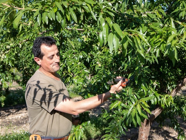 Habrá más almendra en general pero menos Marcona