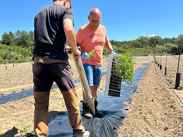 Tomates autóctonos vuelven a los campos de Viver