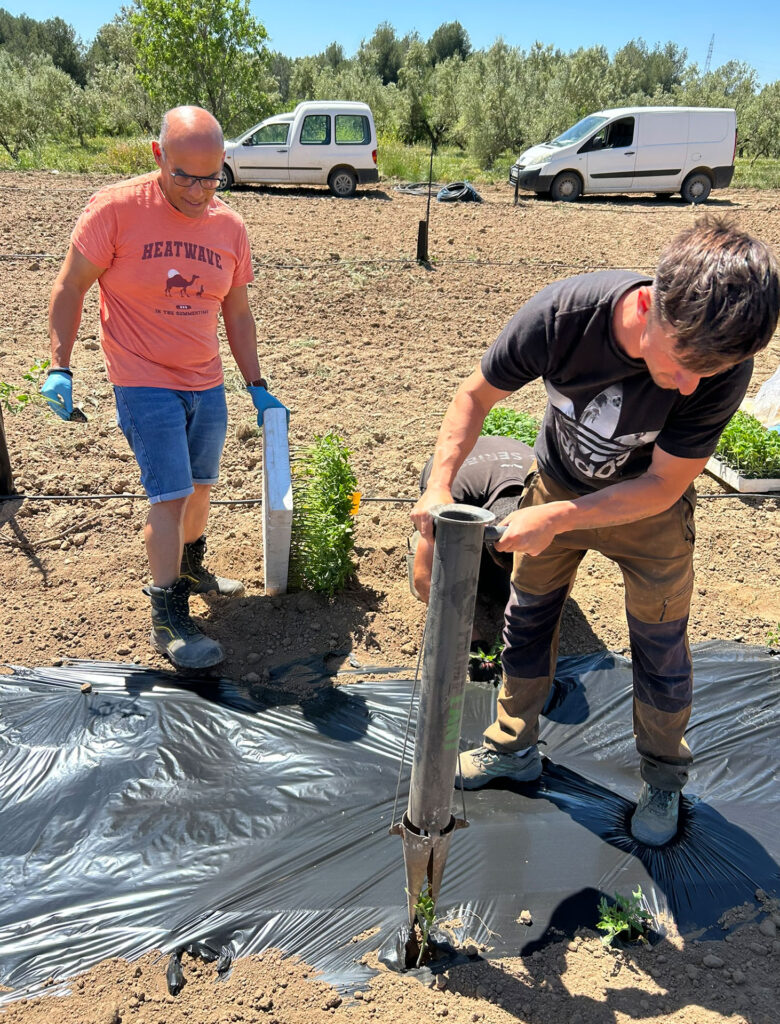 La Cooperativa de Viver recupera ocho variedades autóctonas de tomate en colaboración con la UPV