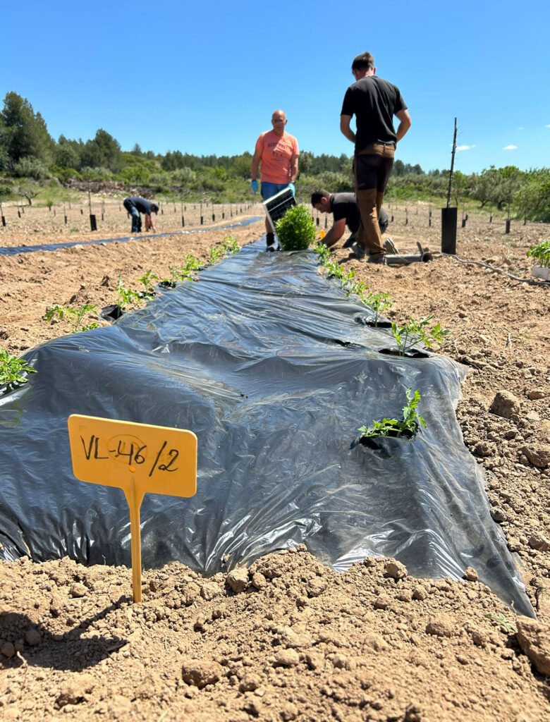 La Cooperativa de Viver recupera ocho variedades autóctonas de tomate en colaboración con la UPV