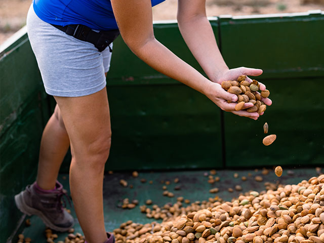 Primera póliza asociativa de almendro en España