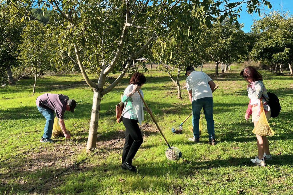 Tiempo de nueces en la Cooperativa de Viver