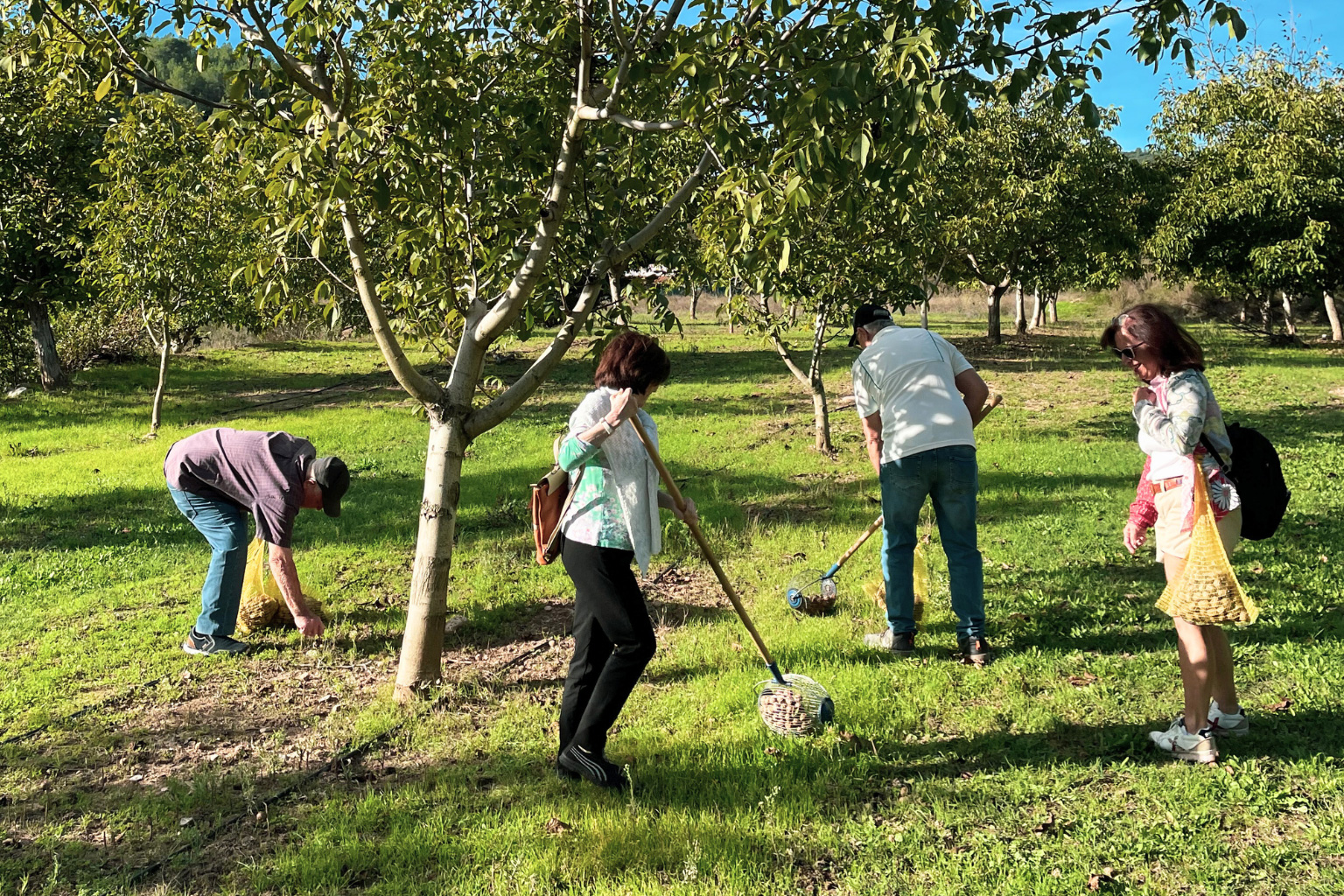 Tiempo de nueces en la Cooperativa de Viver