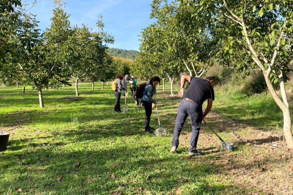 Tiempo de nueces en la Cooperativa de Viver