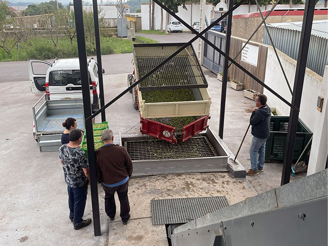Arranca la campaña de AOVE Lágrima tras las lluvias