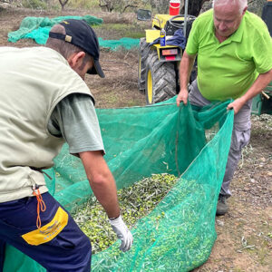 Campaña elaboración AOVE Lágrima 2025 Cooperativa de Viver