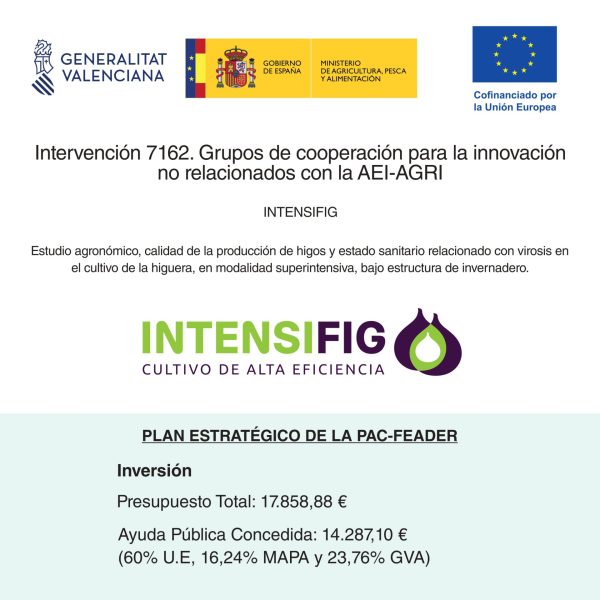 La Cooperativa de Viver participa en un proyecto de innovación para el cultivo superintensivo de higos